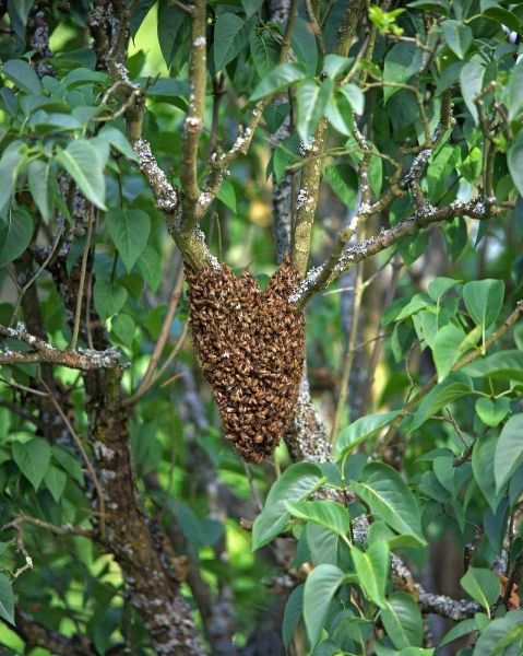 OR, Multnomah Co, Honey bees cluster onto lilac